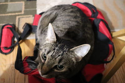 Close-up portrait of cat looking at camera