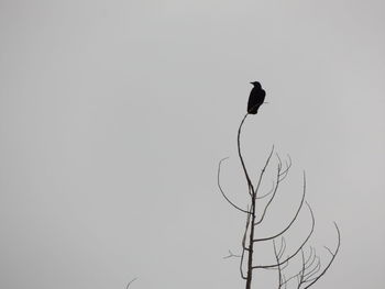 Low angle view of birds perching on bare tree