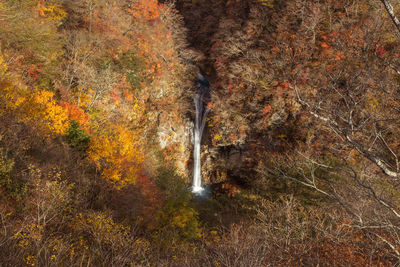 View of waterfall in forest during autumn