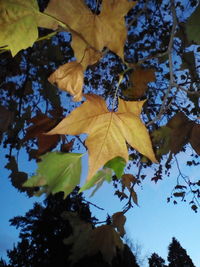 Low angle view of maple leaves against sky