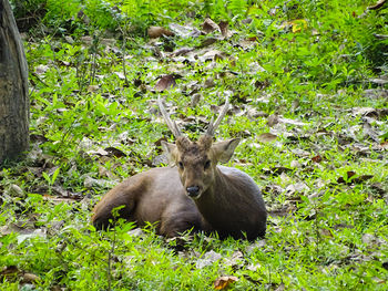 An indian hog deer in its natural habitat