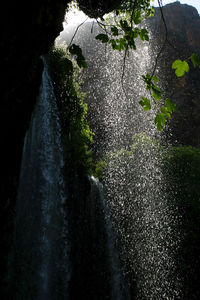 Water flowing through plant