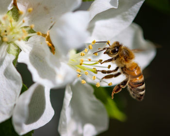 Close-up of bee on flower