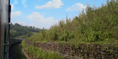 Panoramic shot of road amidst trees against sky