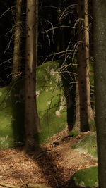 Close-up of tree trunk in forest