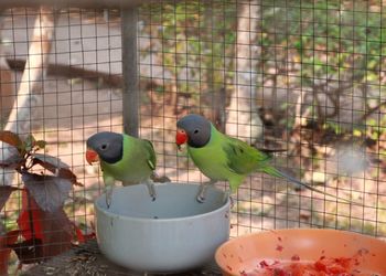 View of parrot in cage