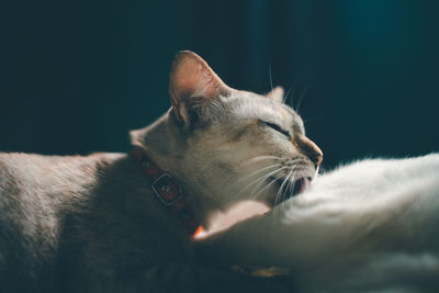 Close-up of cat yawning