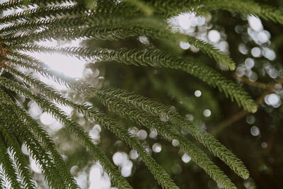 Full frame shot of plants