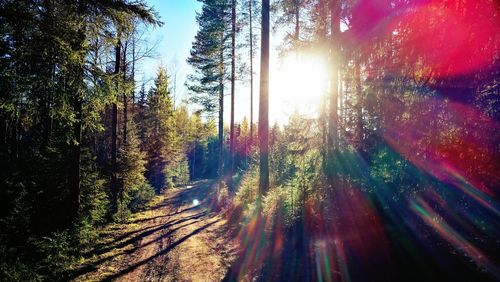 Road amidst trees in forest against sky