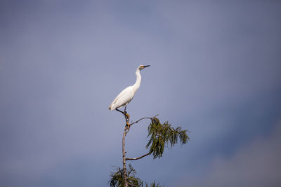 White snowy egret egretta thula bird perches at the very top of a cypress tree in the swamp of naple