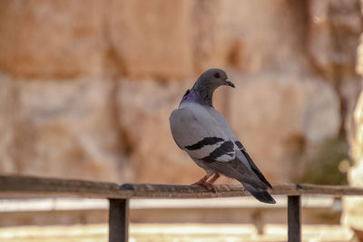 Close-up of bird perching on railing