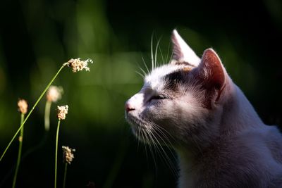 Close-up of cat on flower