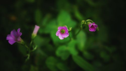Close-up of pink cosmos blooming outdoors