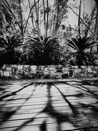 Empty road along trees