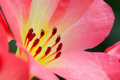 Close-up of pink flower