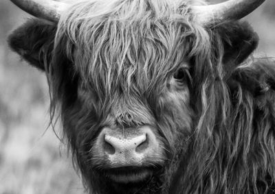 Close-up of highland cattle