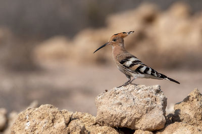 Close-up of bird perching on rock