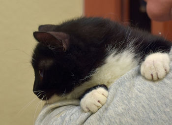 Close-up of cat sleeping at home