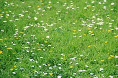Flowers growing in field