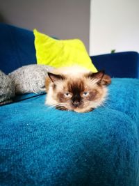 Portrait of kitten on sofa at home