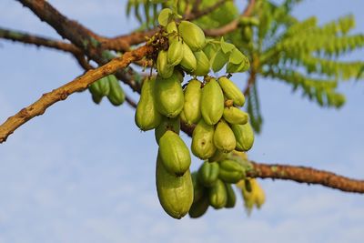 Low angle view of fruits growing on tree against sky