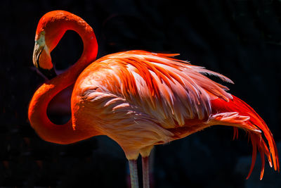 Close-up of orange bird in water