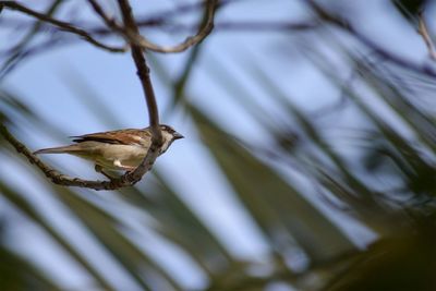 Close-up of bird perching on branch