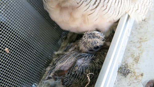 Close-up of bird in cage