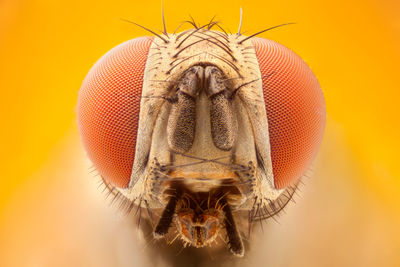 Close-up of fly