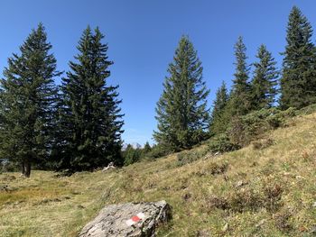 Trees growing in forest against clear blue sky