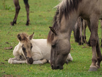 Wild horses in germany