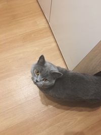 High angle portrait of cat sitting on hardwood floor