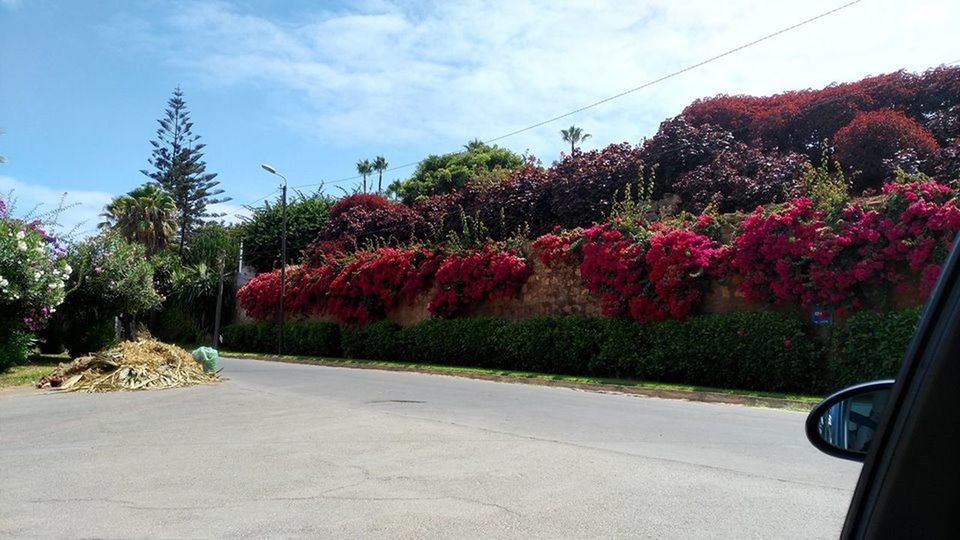 VIEW OF FLOWERS ON ROAD