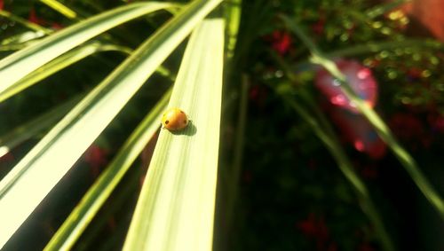 Close-up of ladybug on plant