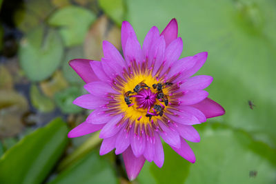 Close-up of bee pollinating on purple flower