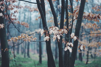 Close-up of flowers on tree