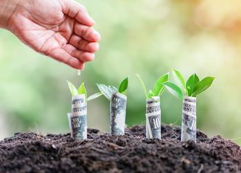 Close-up of hands on plant outdoors