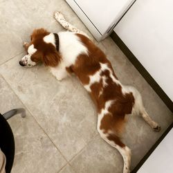 High angle view of a dog on floor