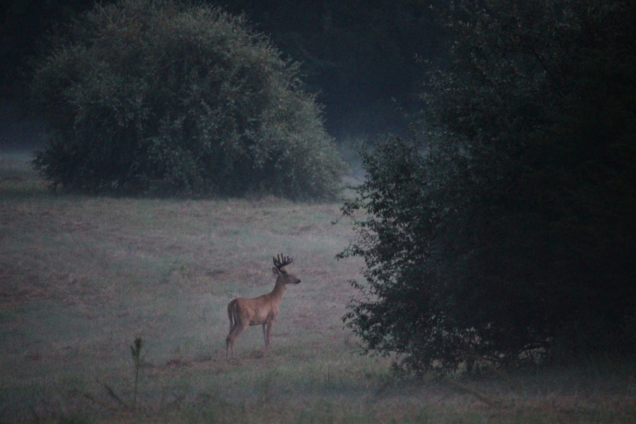 VIEW OF DEER ON FIELD