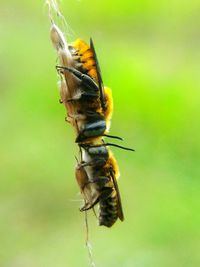 Close-up of bees