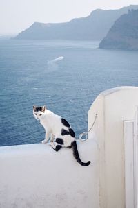 Cat sitting on retaining wall against sea