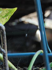 Close-up of spider on web