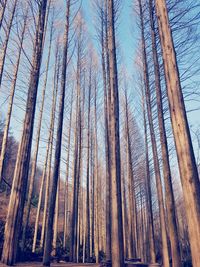 Low angle view of bare trees in forest