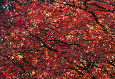 Low angle view of tree during autumn