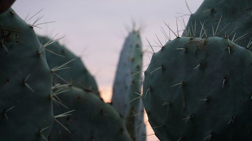 Close-up of cactus on field against sky