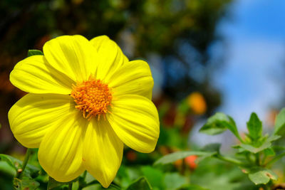 Close-up of yellow flower