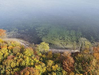 High angle view of trees and plants in forest