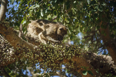Low angle view of squirrel on tree