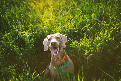 Portrait of a dog on field