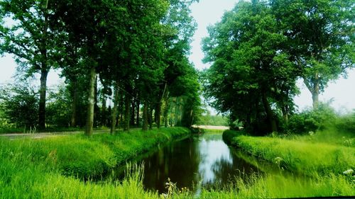 Scenic view of trees in forest